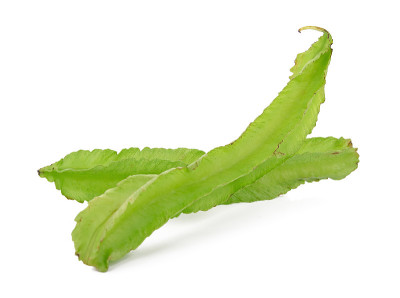 白底翼豆