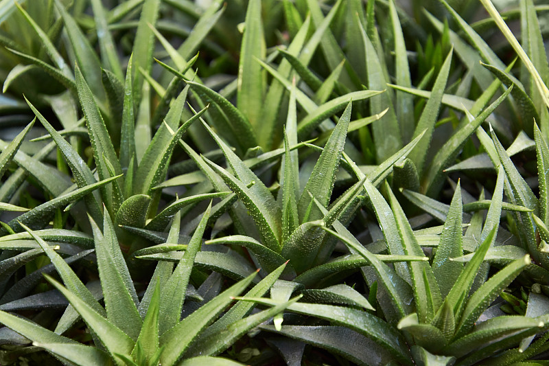 肉质草本植物。低生长和几乎无茎丛生多年生肉质植物。观赏盆栽植物。