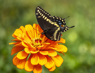 Papilio troilus，香料灌木燕尾蝶