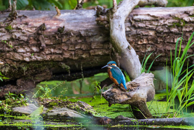 普通翠鸟(Alcedo atthis)旁边躺树桩