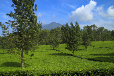 美丽的树种植园