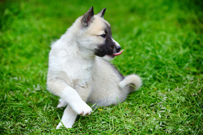 一只美丽的西伯利亚莱卡犬正坐在草地上