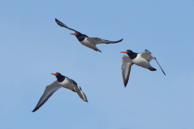 欧洲捕鲸者(Haematopus ostralegus)