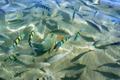 在红海清澈的海水里钓鱼。