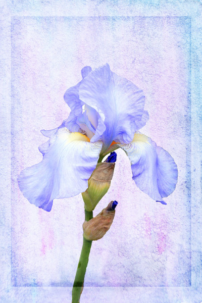 虹膜pallida花