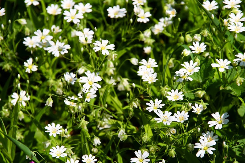 小白色的花朵