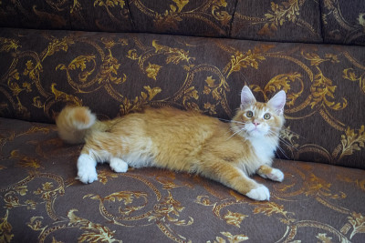 巨型缅因猫。梅因库猫，家养纯种猫
