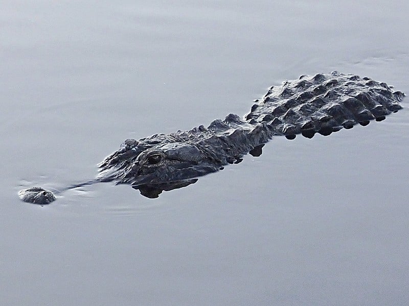 美洲短吻鳄(密西西比短吻鳄)在佛罗里达湿地游泳