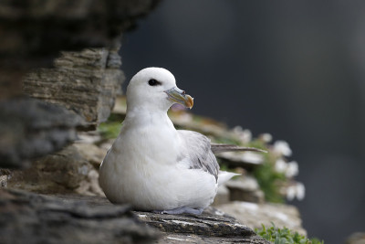 管鼻藿,Fulmarus glacialis