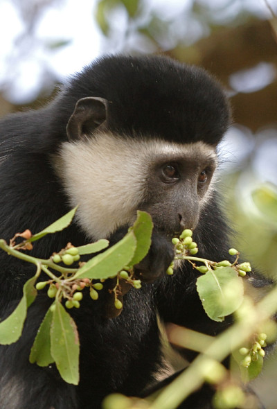 Guereza