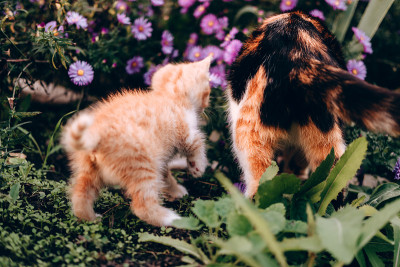 猫在花坛里嗅花。散步的一小家猫。龟甲猫妈妈和橙色虎斑小猫坐在粉红色的颜色。