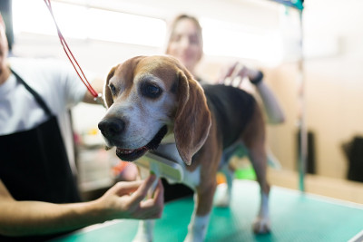 美容沙龙里一只可爱的小猎犬的特写