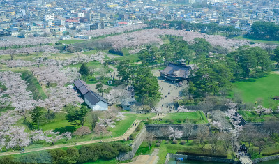 春天，从日本北海道博馆五楼塔眺望五楼楼护城河边的樱花树。