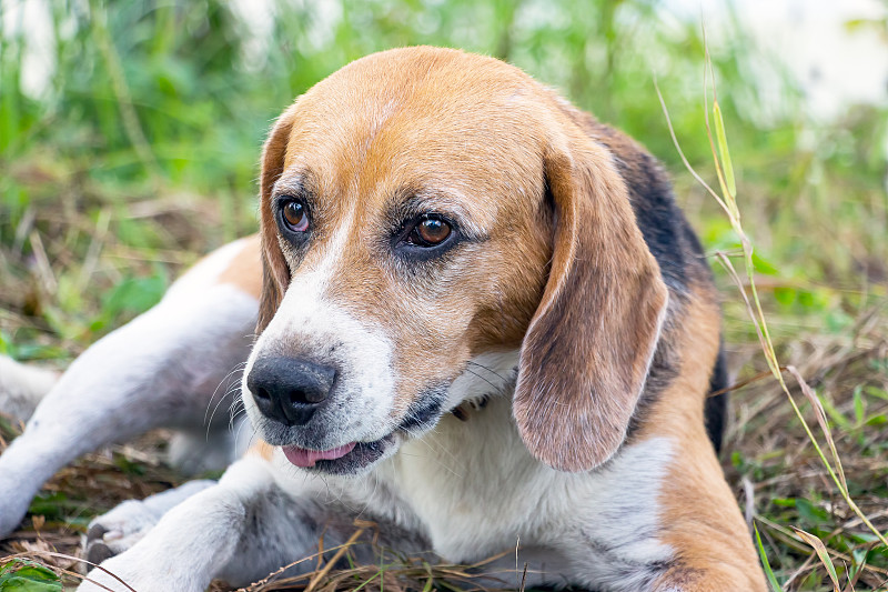 小猎犬的狗的肖像