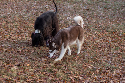 可爱的西伯利亚哈士奇小狗和阿富汗猎犬正在秋季公园里寻找踪迹。宠物的动物。