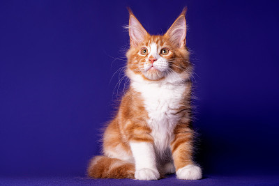 蓝色背景上的缅因猫。