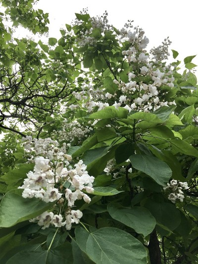花盛开的梓