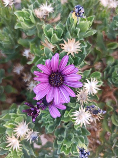 雏菊花