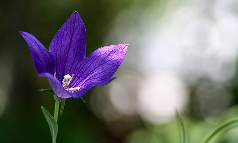 美丽的紫罗兰花与阳光