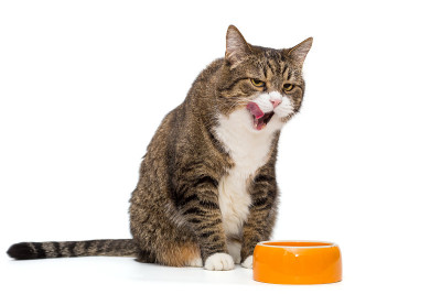 大灰猫舔着碗边的嘴唇