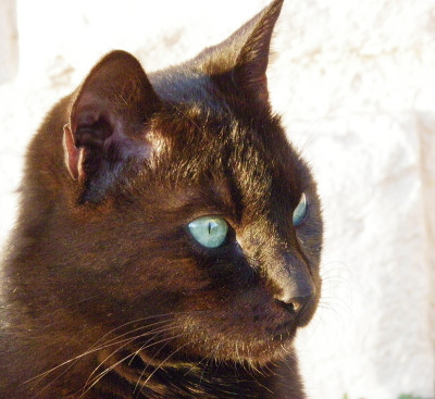 黑猫