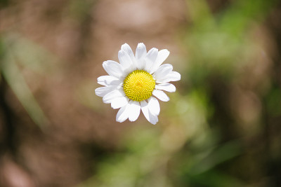 春黄菊属