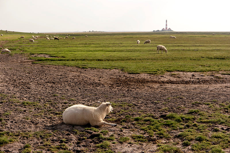 schep在德国的Westerhever