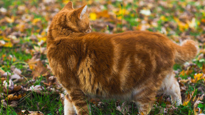 可爱的小红猫，在草地上奔跑