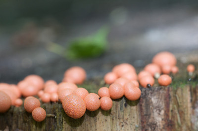 Lycogala epidendrum