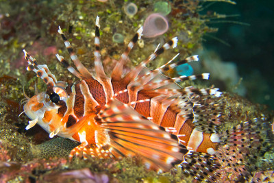 Spotfin Lionfish, Lembeh，北苏拉威西，印度尼西亚