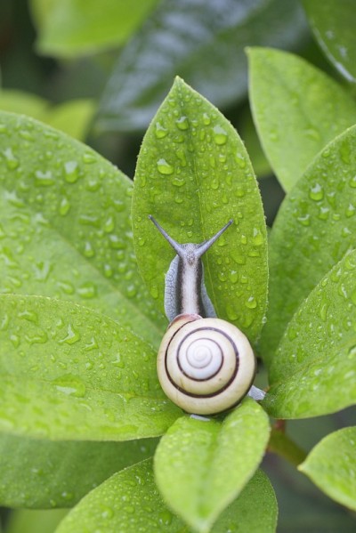 蜗牛(SANIN-MAIMAI (Euhadra dixoni))和水滴在绿叶