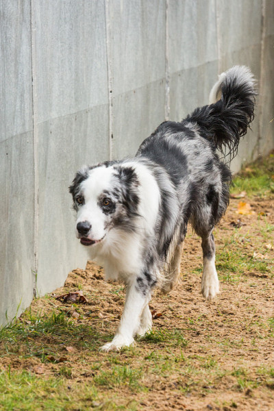 边境牧羊犬