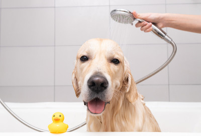 女孩用泡泡浴给狗洗澡。美容师用淋浴给他的金毛猎犬洗澡