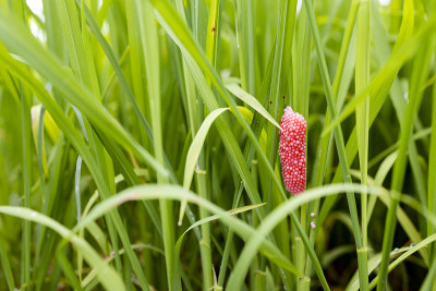 稻田里的金苹果螺(或沟苹果螺)卵的特写
