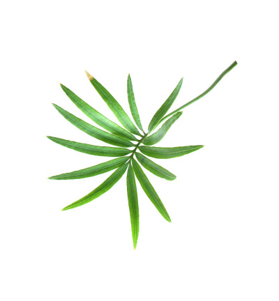 热带的绿色棕榈叶孤立在白色的夏季背景