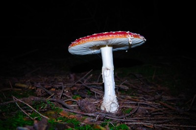 红蘑菇伞菌，飞木耳，在秋天的夜晚生长在森林里，学名白毒伞