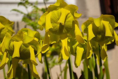 一种黄色猪笼草的花的特写，Sarracenia flava或Gelbe Schlauchpflanz