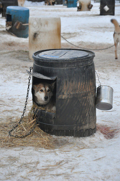 阿拉斯加爱斯基摩犬的雪橇