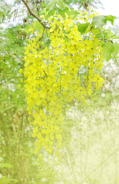 黄花背景