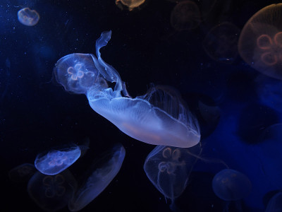 水母