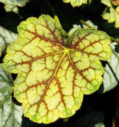 Heuchera“绿色调味品”