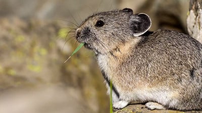美国鼠兔(Ochotona princeps)是一种日间活动的鼠兔，常见于北美洲西部山区，通常在树木