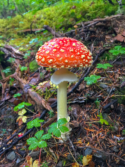 鹅膏菌蘑菇，基奈，阿拉斯加
