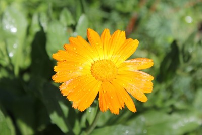 金盏花