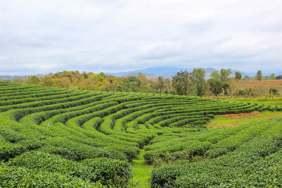 秋芳茶园的美丽风景