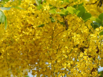 黄色的花决明子，金色的淋浴树，拉差勒满盛开美丽的花园迷离的自然背景