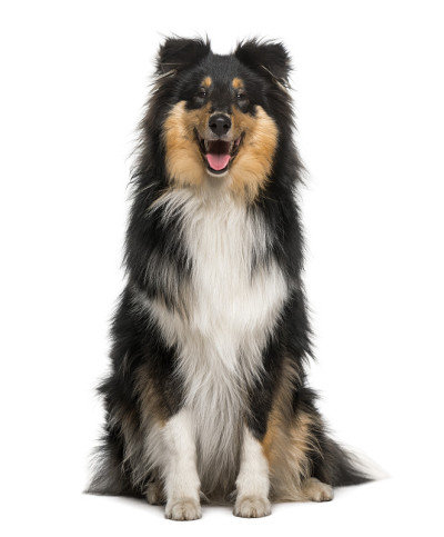 苏格兰牧羊犬(8个月大)