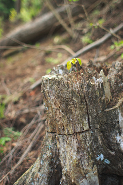 forest3