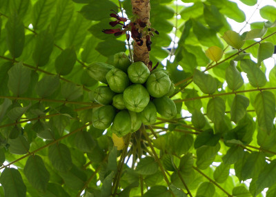 阿魏Bilimbi