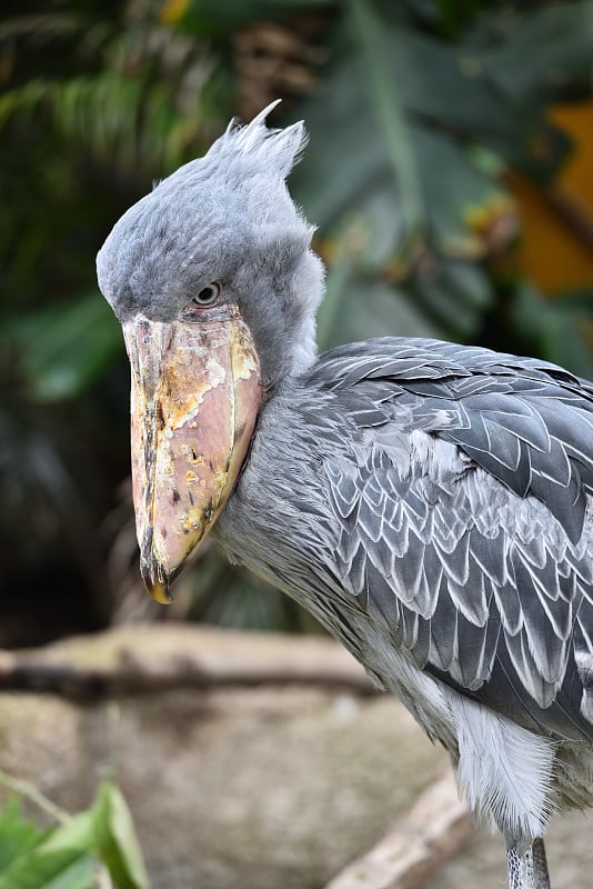 Shoebill